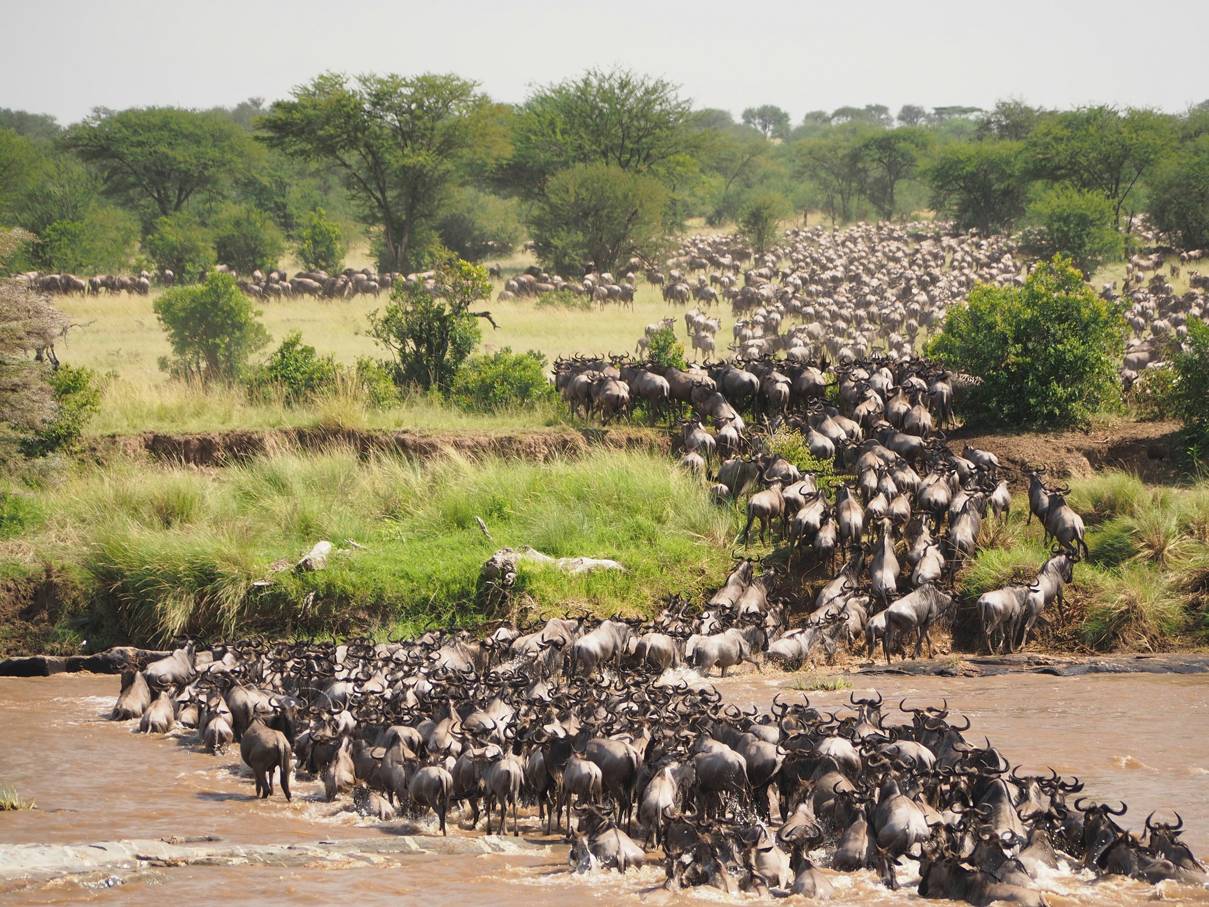 Masai Mara National Reserve