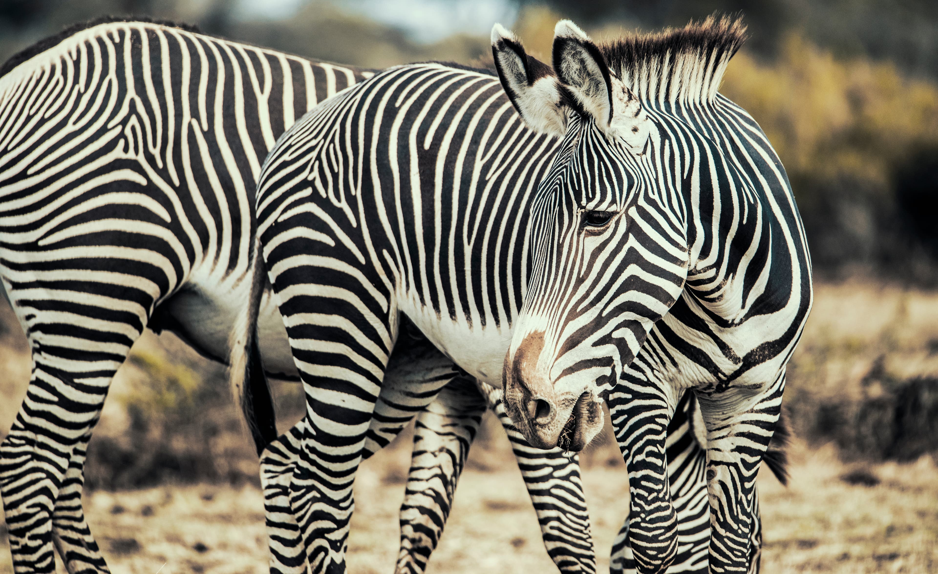 Samburu National Reserve