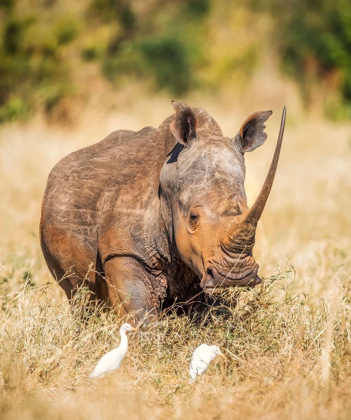 3-Day Ol Pejeta Rhino & Chimpanzee Sanctuary Safari