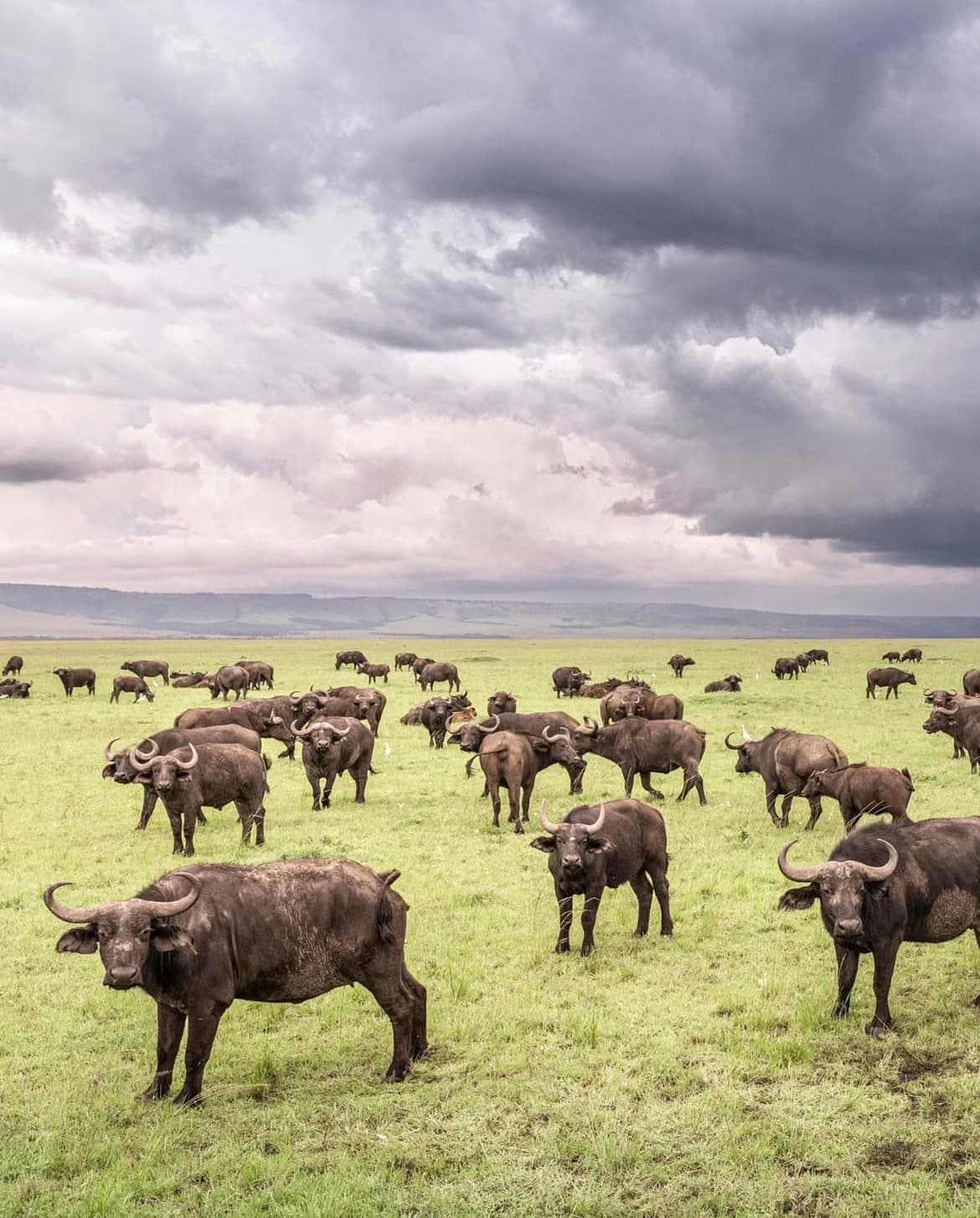 6-Day Masai Mara Migration River Crossing Special