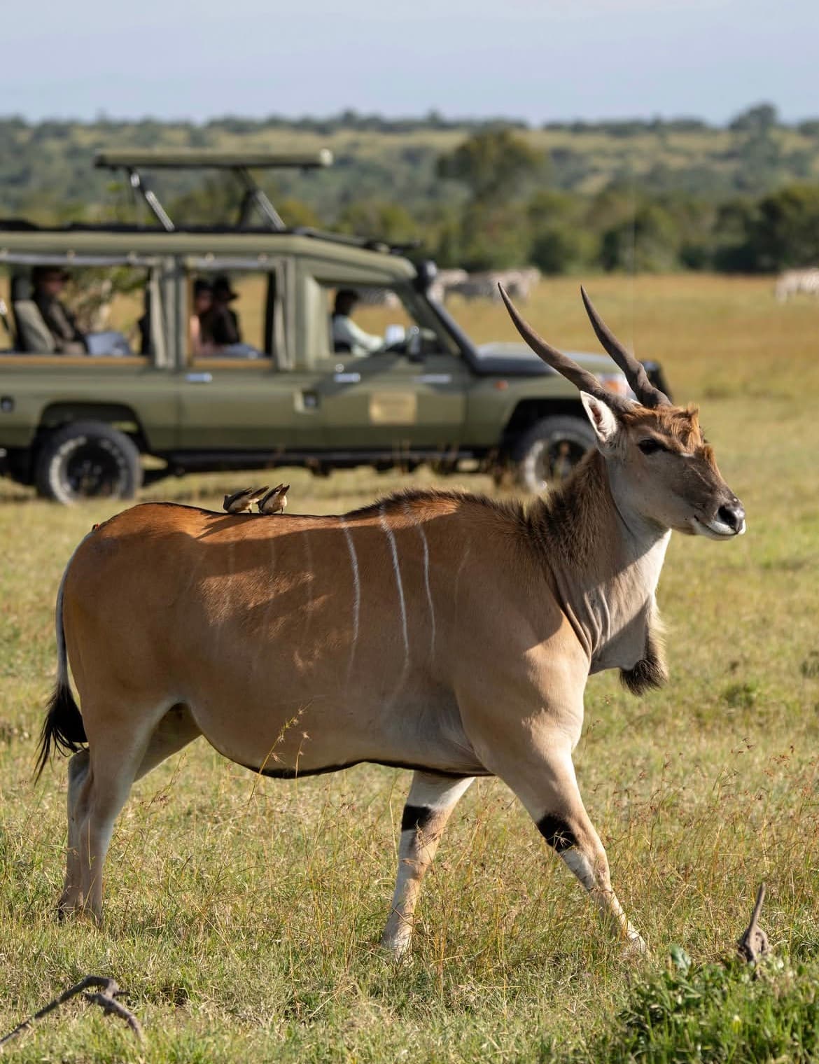 4-Day Masai Mara Small Group Safari