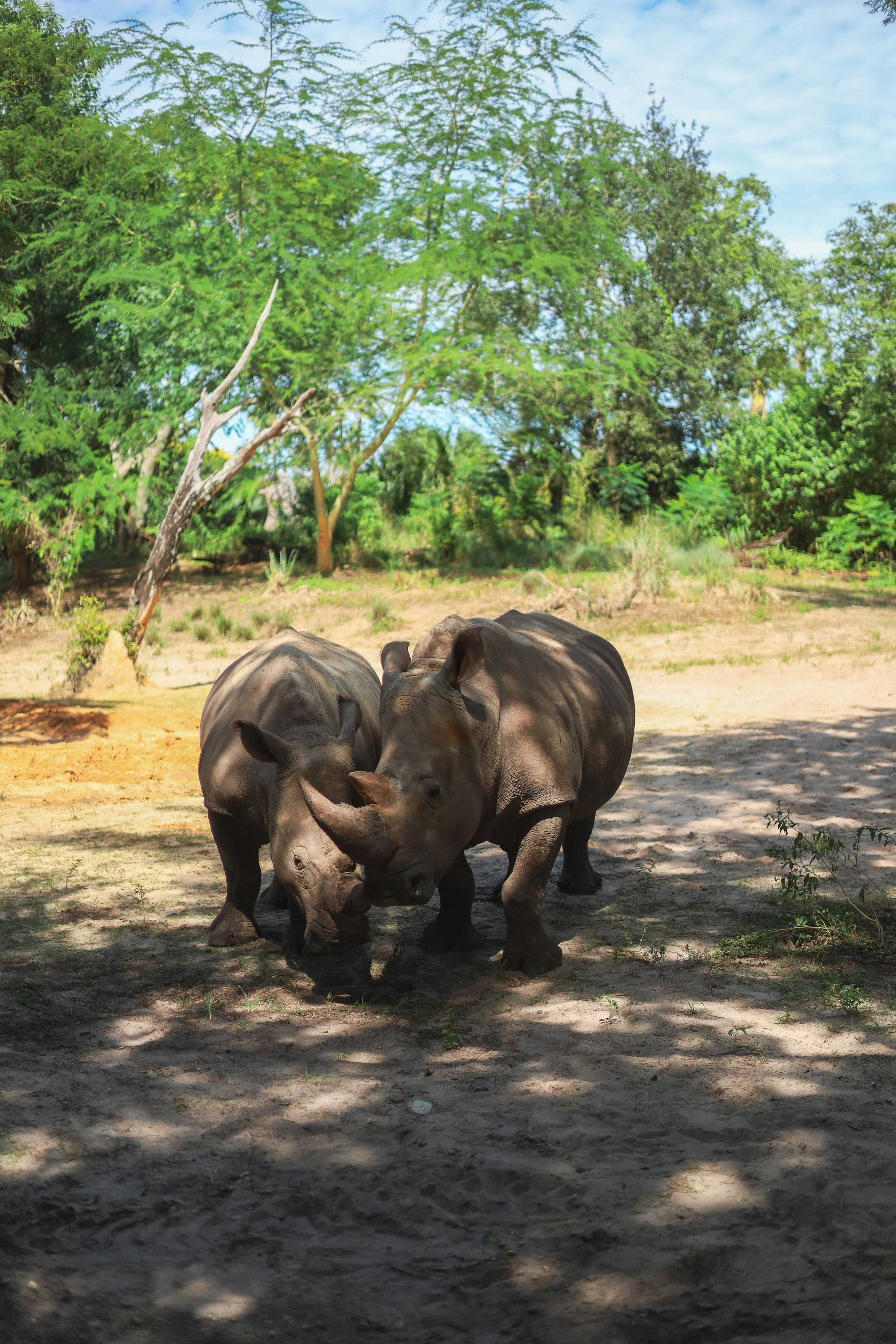 Ol Pejeta Conservancy