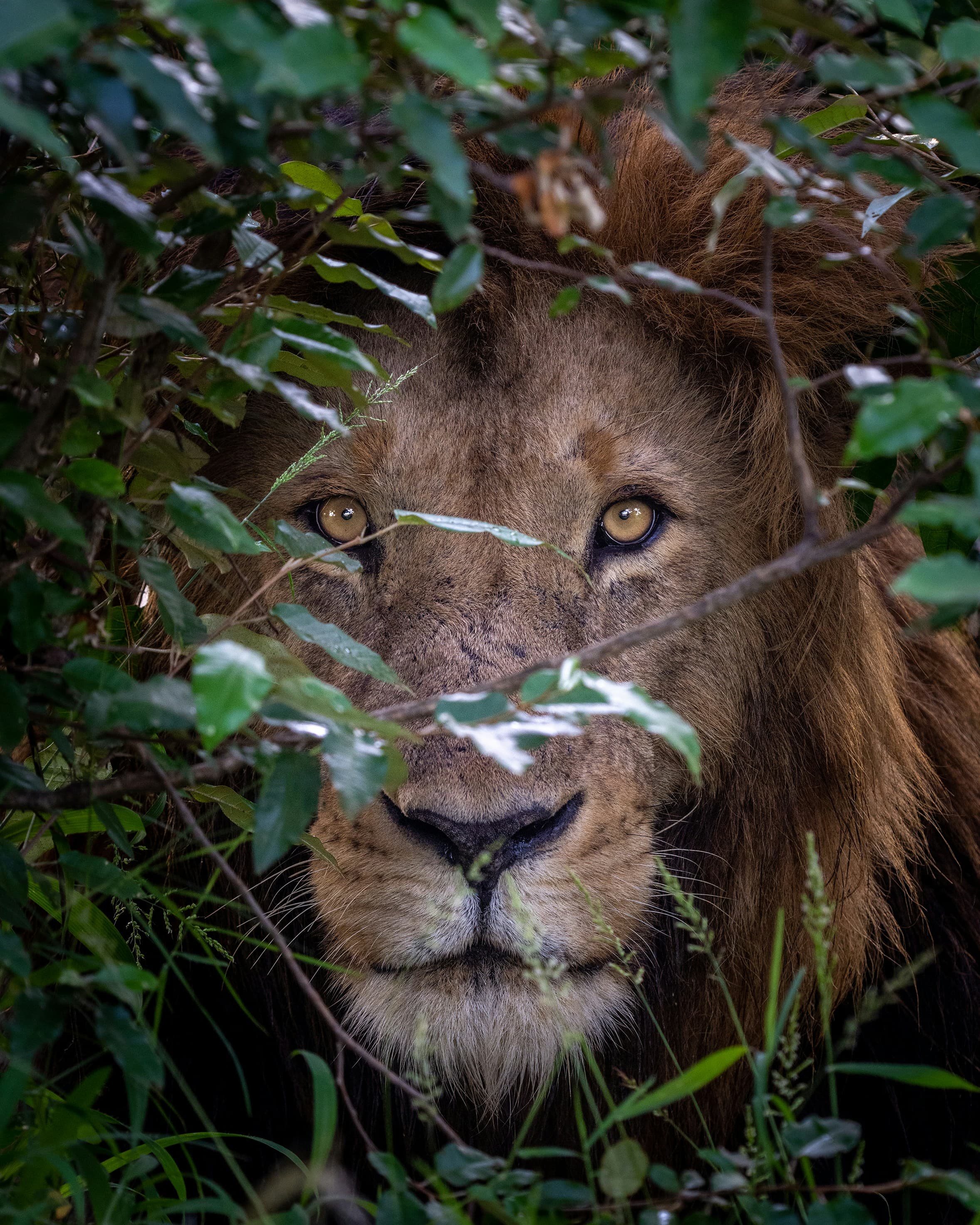 Expert Safari Guide & Land Cruiser