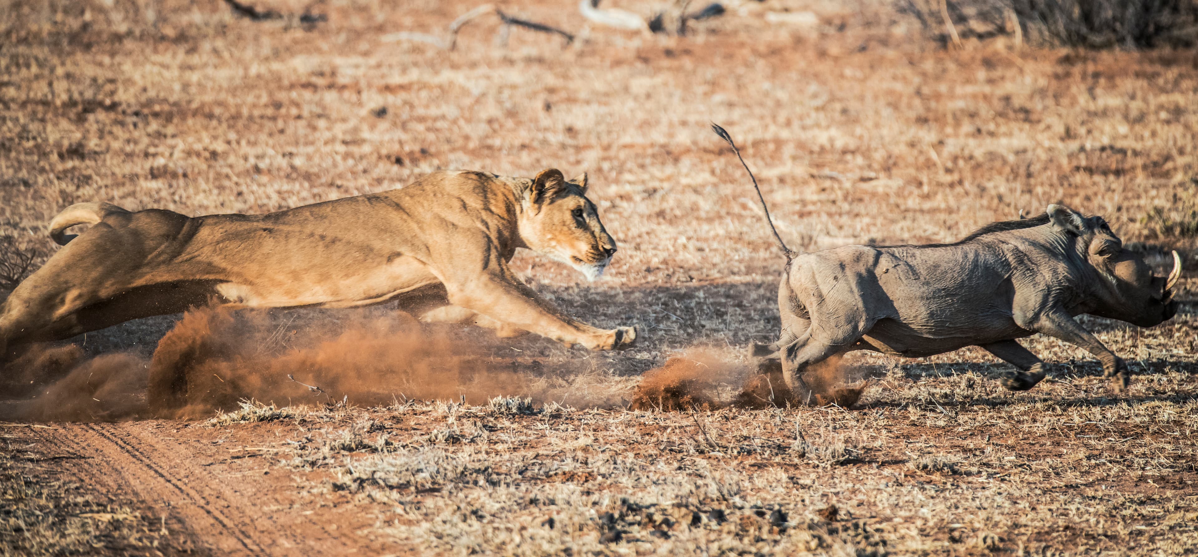Contact Petu Safaris Specialists