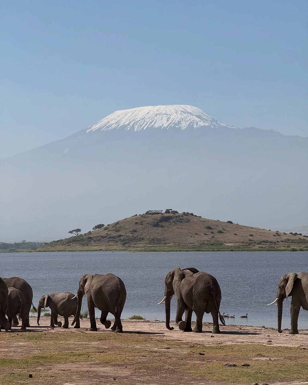 3-Day Amboseli Family Safari