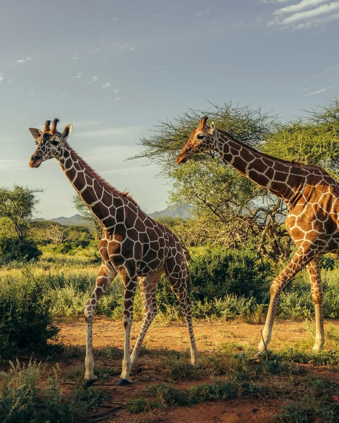 Serengeti & Ngorongoro
