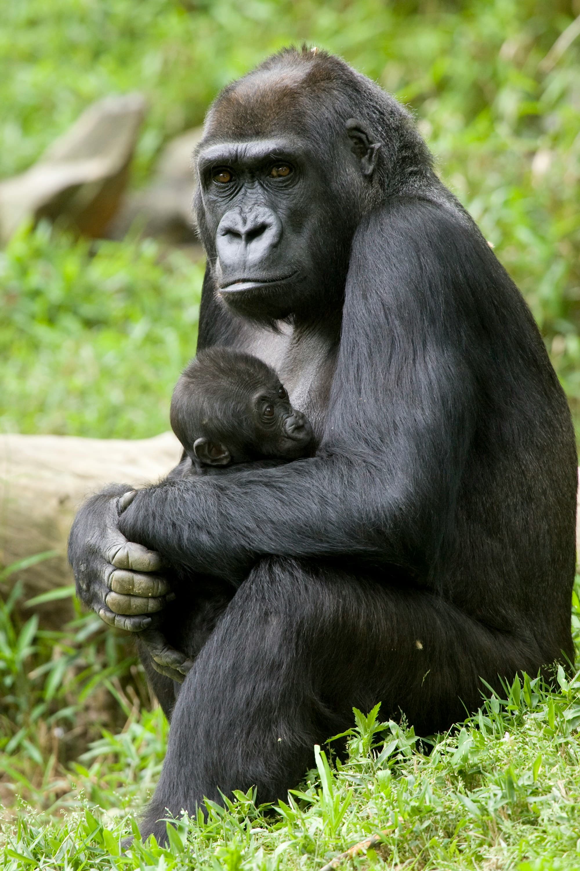 Mountain Gorilla Trekking in Bwindi: What to Expect & How to Prepare